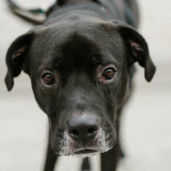 Black Labrador Retriever and Cane Corso Dogs Available for Adoption in Toronto, Ontario - Remi | PetCurious