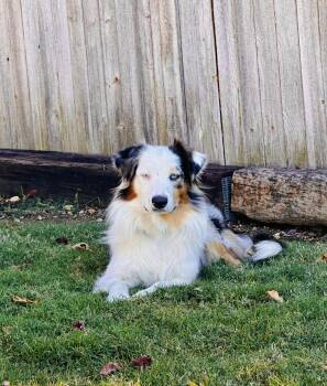 Rescue Australian Shepherd Dogs for Adoption in North Richland Hills, Texas - ARPH #14643 - Prince | PetCurious