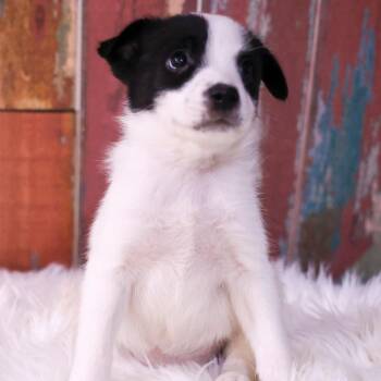Annie -  Mixed Breed Dog for Adoption in Casa Grande, Arizona - Annie | PetCurious