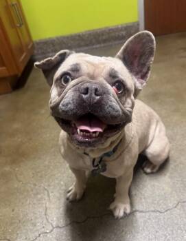 Petals -  French Bulldog Dog for Adoption in Los Angeles, California - Petals | PetCurious