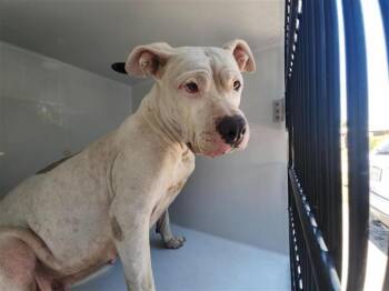 Rescue Pit Bull Terrier and Mixed Breed Dogs for Adoption in Houston, Texas - A644807 | PetCurious
