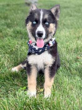 Aramis -  Siberian Husky and German Shepherd Dog Dog for Adoption in Wapakoneta, Ohio - Aramis | PetCurious