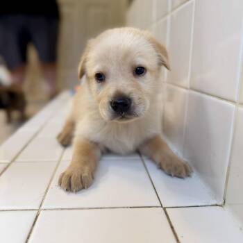 Tigger Boo Bopper -  German Shepherd Dog Dog for Adoption in Fosters, Alabama - Tigger Boo Bopper | PetCurious