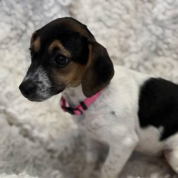 Princess -  Dachshund and Chihuahua Dog for Adoption in Bardstown, Kentucky - Princess | PetCurious