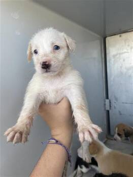 Rescue Pit Bull Terrier Dogs for Adoption in Houston, Texas - A645082 | PetCurious