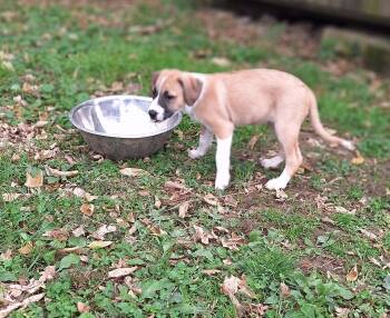 Rescue Great Pyrenees Dogs for Adoption in Louisville, Kentucky - Rosie | PetCurious