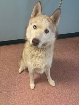 Rescue Husky Dogs for Adoption in Wabash, Indiana - Roman | PetCurious