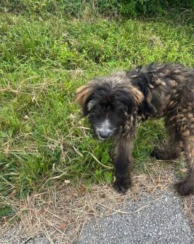Woody the Sheriff (Foster to Adopt) -  Goldendoodle and Poodle Dog for Adoption - Woody The Sheriff (Foster To Adopt) | PetCurious