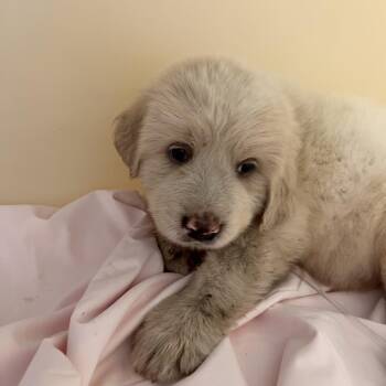 Pup 1 aka Bell 8876 -  Great Pyrenees Dog for Adoption in Loxahatchee Groves, Florida - Pup 1 Aka Bell 8876 | PetCurious