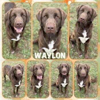 Labrador Retriever and Mixed Breed Dogs Available for Adoption in Morton Grove, Illinois - Waylon | PetCurious