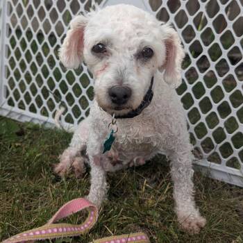 Miss Scarlett -  Bichon Frise Dog for Adoption in Cincinnati, Ohio - Miss Scarlett | PetCurious