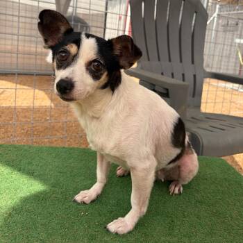 Eleanor KCAC #576.26 -  Rat Terrier and Mixed Breed Dog for Adoption in Kerrville, Texas - Eleanor KCAC #576.26 | PetCurious