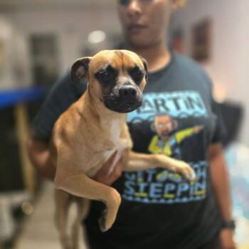 Rigsby -  Pug and Mixed Breed Dog for Adoption in Hinesville, Georgia - Rigsby | PetCurious