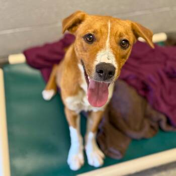 Peanut Butter - Delta -  Mixed Breed Dog for Adoption in Ridgway, Colorado - Peanut Butter - Delta | PetCurious