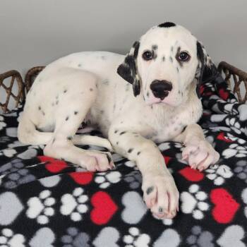 Sombra -  Dalmatian and Great Pyrenees Dog for Adoption in Fort Wayne, Indiana - Sombra | PetCurious