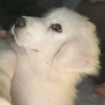 Iceman -  Great Pyrenees Dog for Adoption in Farmington, Connecticut - Iceman | PetCurious