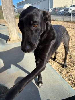Sally and Helena -  Black Labrador Retriever Dog for Adoption in Fairhaven, Massachusetts - Sally And Helena | PetCurious