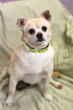 Revive in NH. Come Meet our Adoptable Dogs Wednesday-Saturday. M -  Chihuahua Dog for Adoption in Manchester, New Hampshire - Revive In NH. Come Meet Our Adoptable Dogs Wednesday-Saturday. M | PetCurious