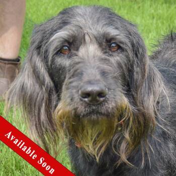 Doogle -  English Setter and Black Labrador Retriever Dog for Adoption in Huntley, Illinois - Doogle | PetCurious