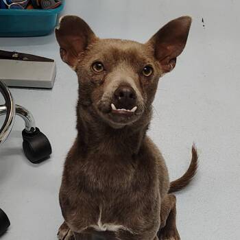 Chihuahua Dogs Available for Adoption - Otis | PetCurious