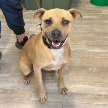 Blondie -  Mixed Breed Dog for Adoption in Redwood Valley, California - Blondie | PetCurious