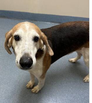 Rooster -  Hound Dog for Adoption in Suffolk, Virginia - Rooster | PetCurious