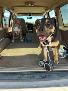 Trixie & Cici - Courtesy Listing see info -  Mixed Breed Dog Available for Adoption in Polson, Montana - Trixie & Cici - Courtesy Listing See Info | PetCurious