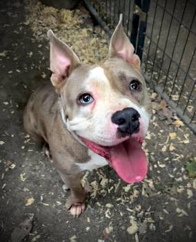 Bart -  American Bully and English Bulldog Dog for Adoption in Powell, Tennessee - Bart | PetCurious
