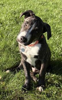 Porter Wagoner -  Pit Bull Terrier Dog for Adoption in Mundelein, Illinois - Porter Wagoner | PetCurious