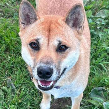Fergie -  Shiba Inu Dog for Adoption in Tioga, Pennsylvania - Fergie | PetCurious
