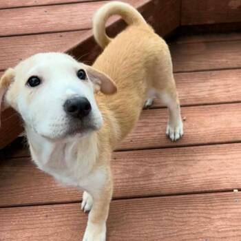 Blake RW -  Shar Pei and Mixed Breed Dog for Adoption in Austin, Texas - Blake RW | PetCurious