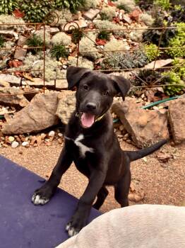 Biscuit -  German Shorthaired Pointer and Flat Coated Retriever Dog for Adoption - Biscuit | PetCurious