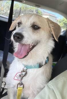 Parson Russell Terrier and Mixed Breed Dogs Available for Adoption in San Jose, California - POGO | PetCurious
