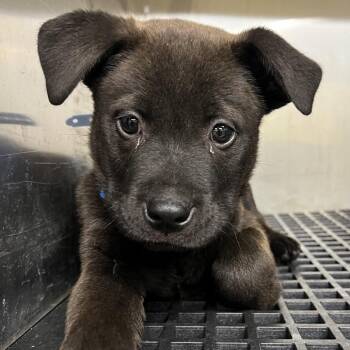 Zion (Rico Williams II) -  Mixed Breed Dog for Adoption in Memphis, Tennessee - Zion (Rico Williams II) | PetCurious