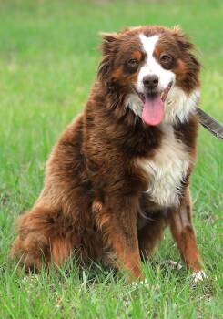 Red -  Australian Cattle Dog Blue Heeler Dog for Adoption in North Fort Myers, Florida - Red | PetCurious