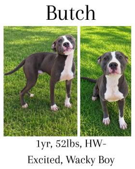 Butch -  American Bulldog and American Staffordshire Terrier Dog for Adoption in Albany, Georgia - Butch | PetCurious
