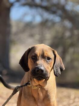 Tally -  Bloodhound and Redbone Coonhound Dog for Adoption in Attalla, Alabama - Tally | PetCurious