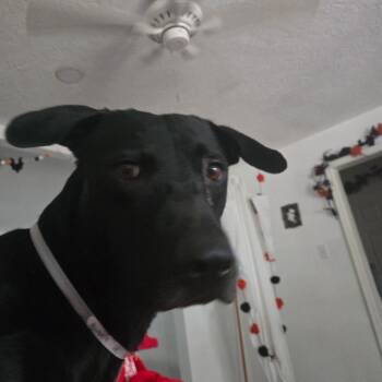Renzo -  Black Labrador Retriever Dog for Adoption in Houston, Texas - Renzo | PetCurious