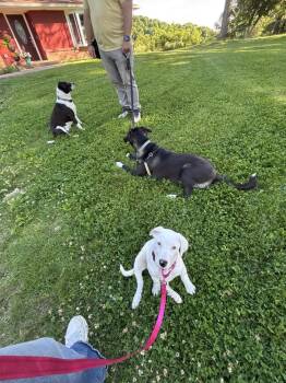 Hound and Terrier Dogs Available for Adoption in Irwin, Pennsylvania - Kelly | PetCurious