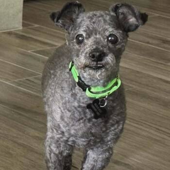 Miniature Poodle Dogs Available for Adoption in Marana, Arizona - Nino | PetCurious