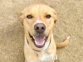 Mixed Breed Dogs Available for Adoption - Abe | PetCurious