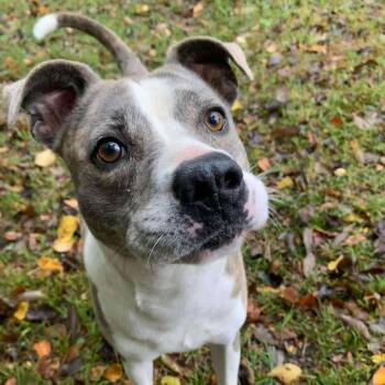 Rescue American Staffordshire Terrier Dogs for Adoption in Olathe, Kansas - Willow | PetCurious