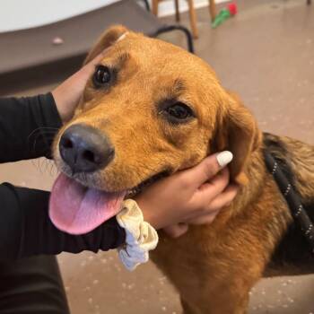 Caroline -  Mixed Breed Dog for Adoption in Belleville, Illinois - Caroline | PetCurious