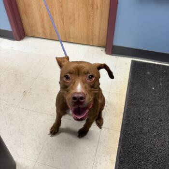 Rescue Pit Bull Terrier and Mixed Breed Dogs for Adoption in Saint Joseph, Missouri - Jamila | PetCurious