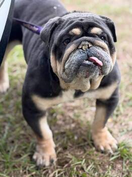 Wrinkles -  English Bulldog Dog for Adoption in Lutz, Florida - Wrinkles | PetCurious