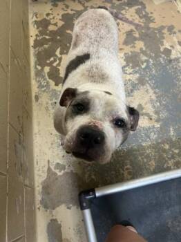 Vista -  Pit Bull Terrier and Mixed Breed Dog for Adoption in West Memphis, Arkansas - Vista | PetCurious