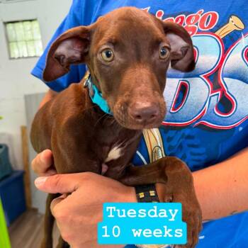 Tuesday -  Poodle and Cane Corso Dog for Adoption in Tampa, Florida - Tuesday | PetCurious