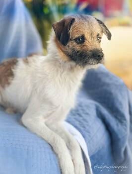 Hendrix -  Terrier Dog for Adoption - Hendrix | PetCurious