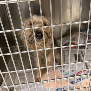 Coffee Table -  Yorkshire Terrier Dog for Adoption in Northbrook, Illinois - Coffee Table | PetCurious