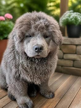 Oggi -  Chow Chow Dog for Adoption in Pine Grove, Pennsylvania - Oggi | PetCurious
